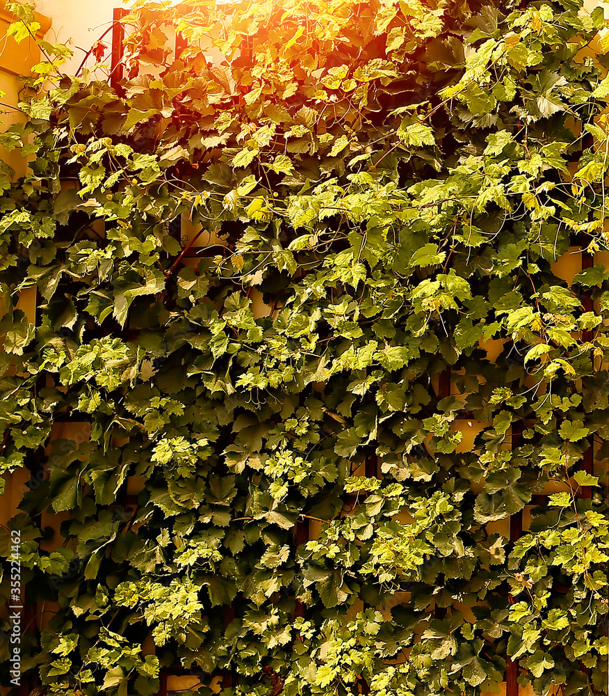 Green ivy weaving background close-up. Texture and wallpaper. Nature and plants. Green ivy weaving background close-up. Texture and wallpaper. Nature and plants.