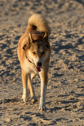 dog playing at the beach