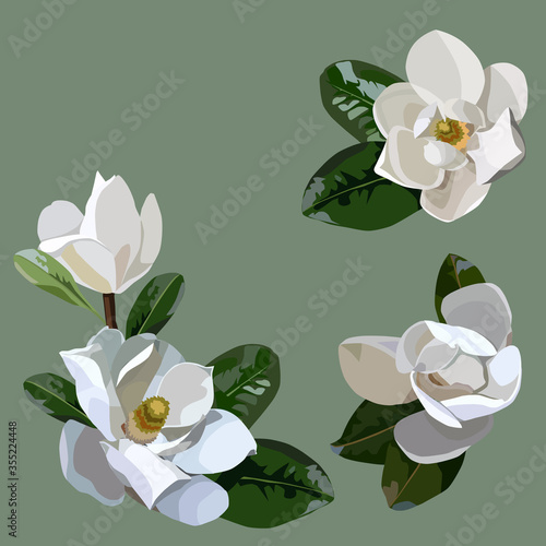 magnolia leaves and flowers set