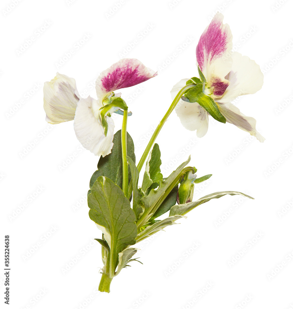 Fototapeta premium Isolated pansy flower