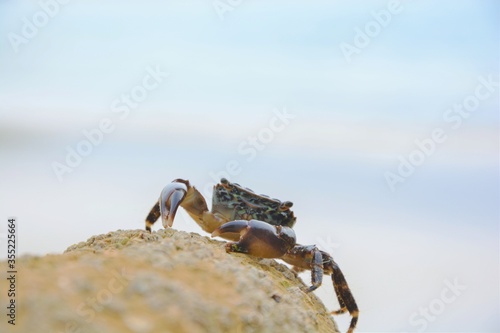 crab on the beach