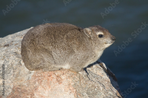 Solitary Smiling Rock Hyrax Dassie Sitting On A Rock In Hwange, Zimbabwe With Bokeh