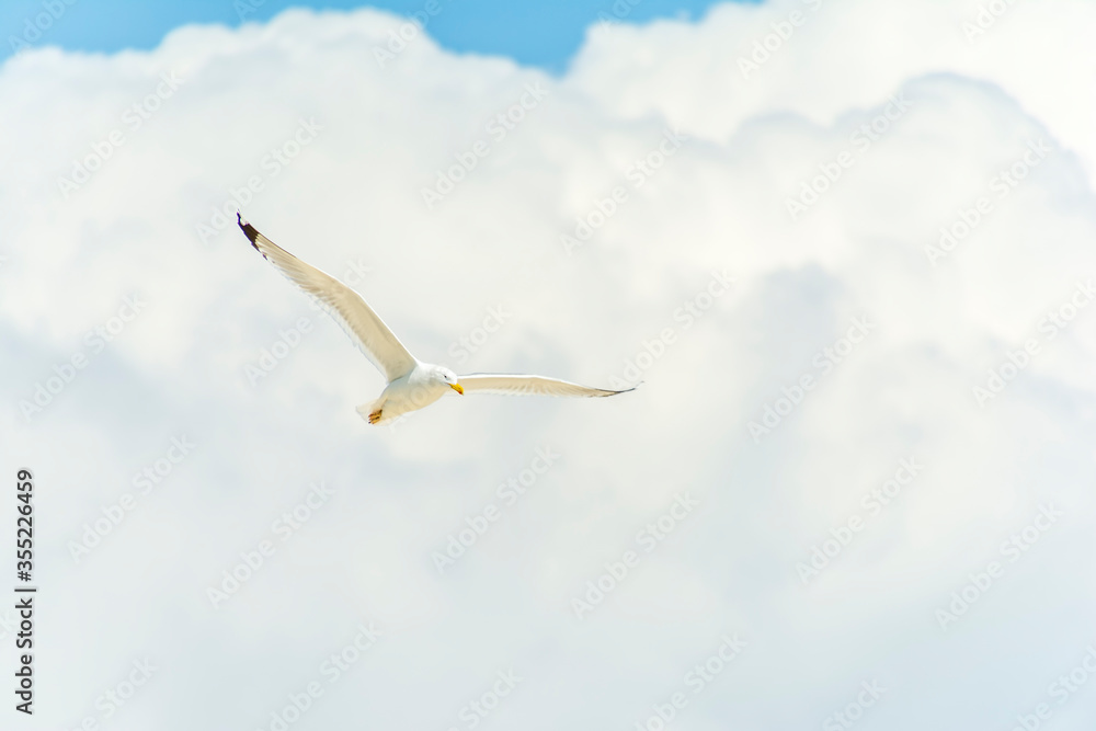White Seagull flying in the blue sky with clouds White Seagull flying in the blue sky with clouds