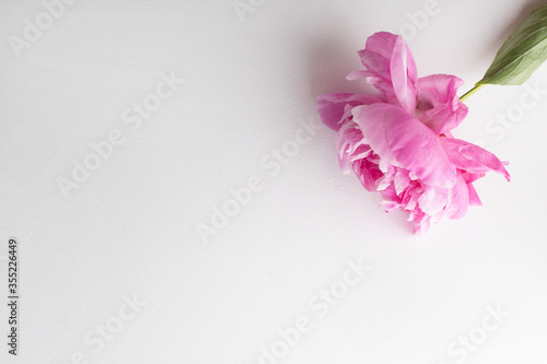 Peonies on a white background. Copy space. © Victoria