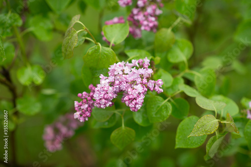 fresh branch of pink purple blooming lilac on a green background close-up