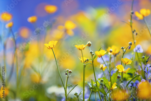 Spring garden yellow and purple flowers on a beautiful blue background. Colorful floral desktop wallpaper a postcard. Free space for text. © Vitalii_Mamchuk