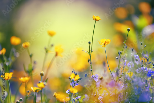 Early spring wildflowers on the background of bokeh green grass. Majestic nature wallpaper with garden. Floral springtime. Free space for text. Sunny day.