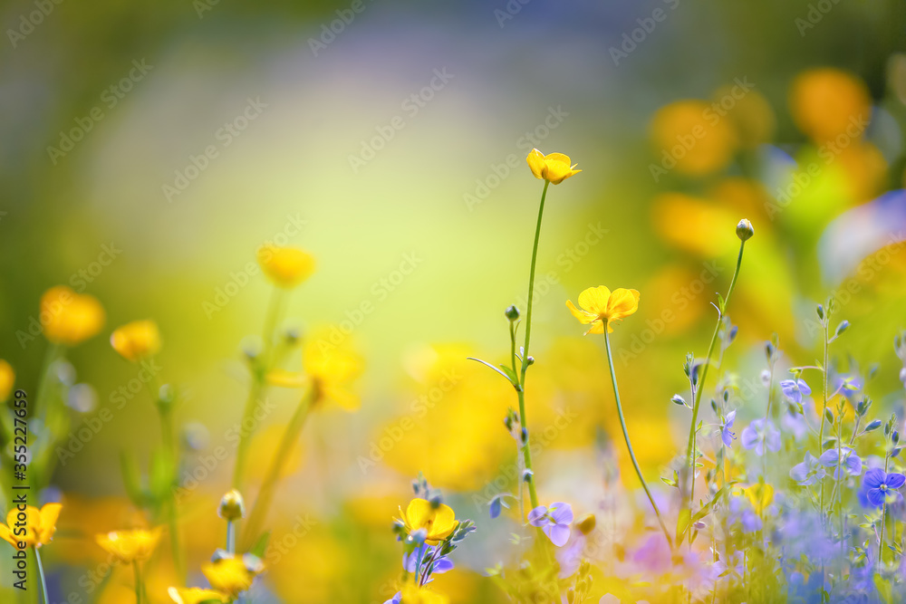 Early spring wildflowers. Yellow and purple flowers with the blurred background of grass. Sun plants. Free space for text. Spring sunny day. Majestic nature bokeh.