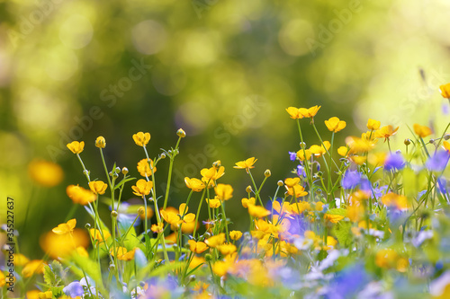 Yellow and purple flowers with the blurred background of trees. Colorful floral desktop wallpaper a postcard. Free space for text. Spring sunny day. Majestic nature bokeh. © Vitalii_Mamchuk