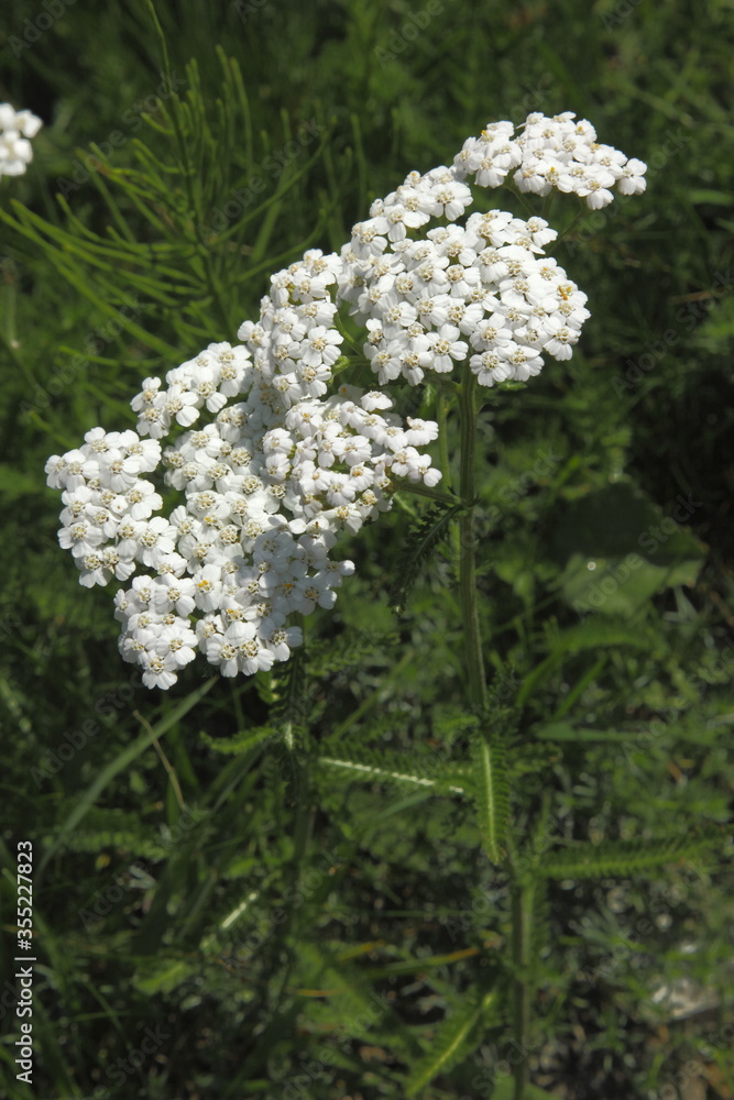 Gewöhnliche Schafgarbe, Achillea millefolium ssp. millefolium Gewöhnliche Schafgarbe, Achillea millefolium ssp. millefolium
