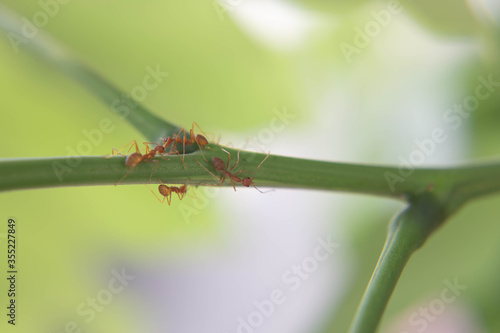 Wallpaper Mural Ants are strong and effective in nature. Torontodigital.ca