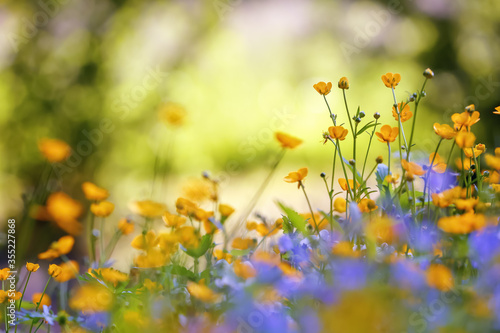 Yellow and purple flowers with the blurred background of trees. Colorful floral desktop wallpaper a postcard. Free space for text. Spring sunny day. Majestic nature bokeh.