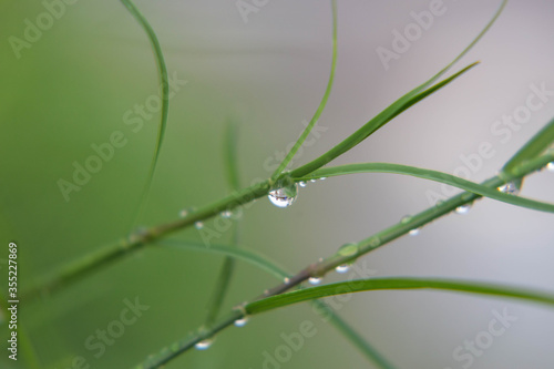 Morning dew on green grass close-up
