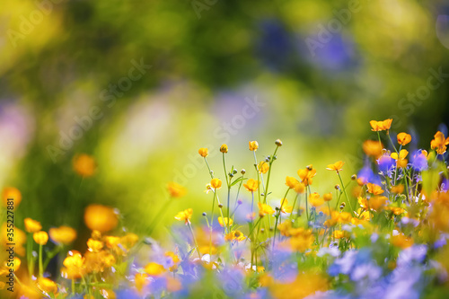 Early spring wildflowers on the background of bokeh green grass. Majestic nature wallpaper with garden. Floral springtime. Free space for text. Sunny day. © Vitalii_Mamchuk