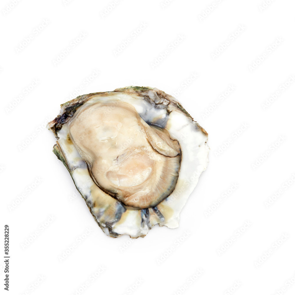 Fresh oyster on white background Fresh oyster on white background