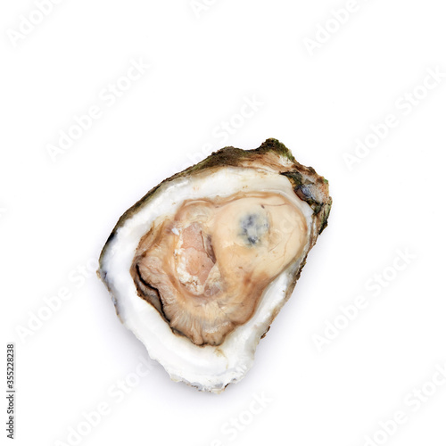 Fresh oyster on white background