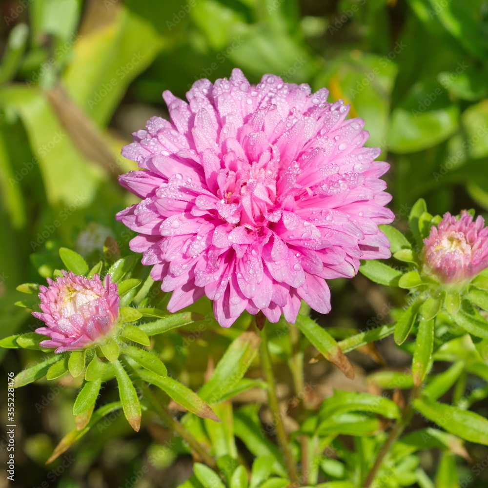 Blooming pink Aster in the garden close up Blooming pink Aster in the garden close up