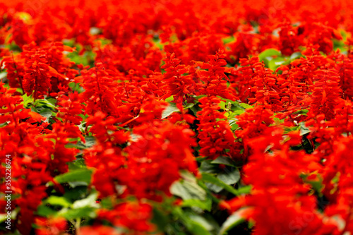 red flowers