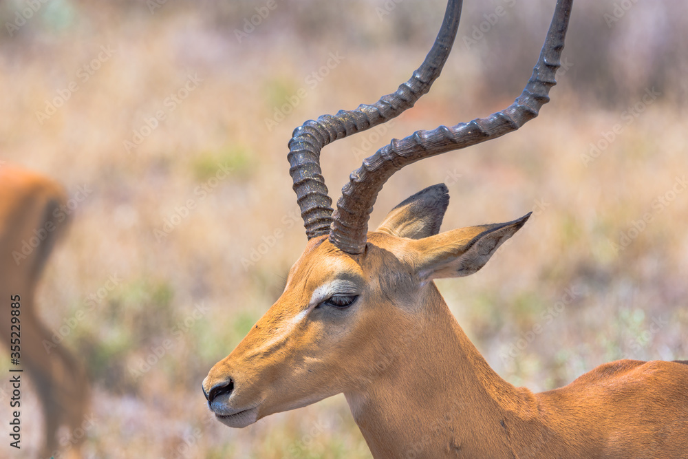 Wild Life Wild Life