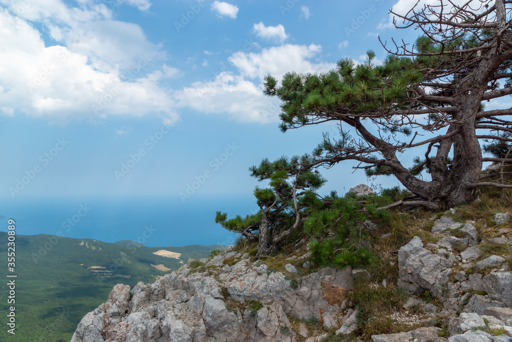 Mountain landscape by the sea. Pine tree growing at the peak of the mountain.