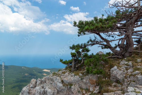 Obraz na płótnie Mountain landscape by the sea. Pine tree growing at the peak of the mountain. w salonie