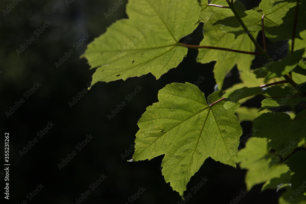 Sunlight shining through a tree leaves in a forest highlighting the structure and texture in the leaf Sunlight shining through a tree leaves in a forest highlighting the structure and texture in the leaf
