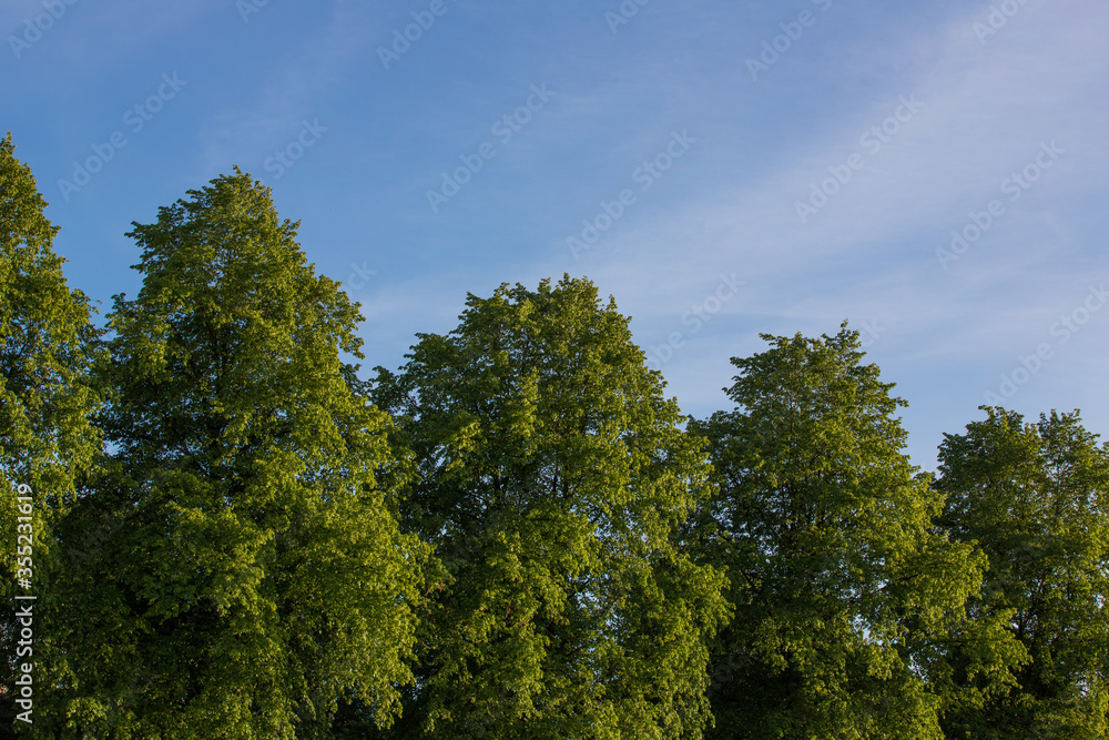 Fresh green tree line against a blue sky background.