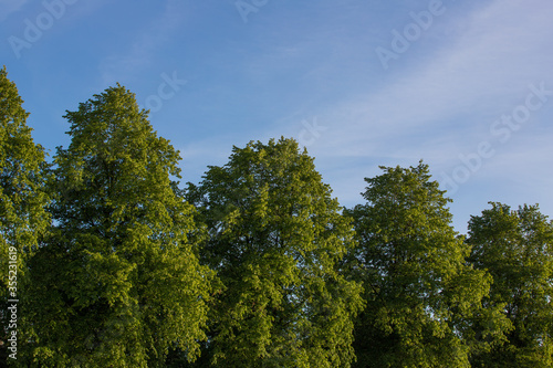 Fresh green tree line against a blue sky background.