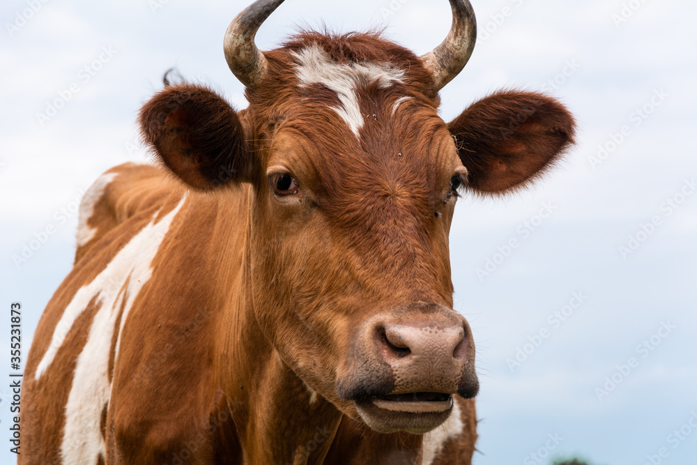 Beautiful brown cow head with horns closeup Beautiful brown cow head with horns closeup