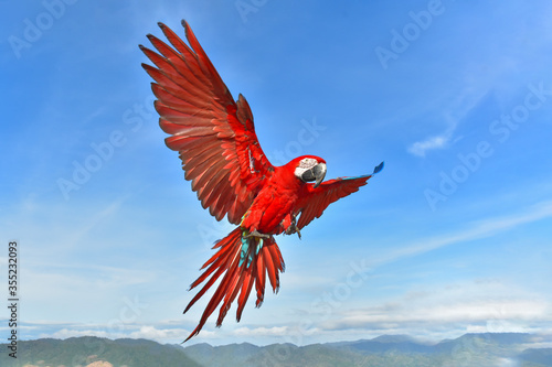 Macaw Scarlet Spreading wings flying in the blue sky © Sanit