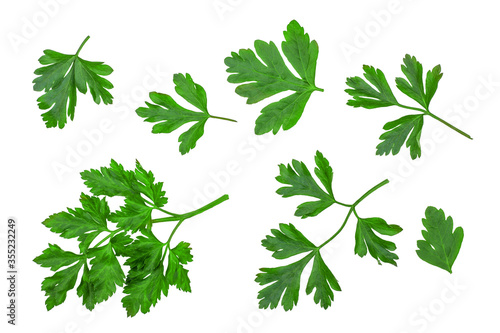 Green leaves of parsley isolated on white background, top view