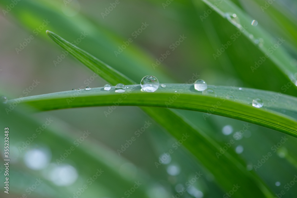 Water drops on a green grass, macro Water drops on a green grass, macro