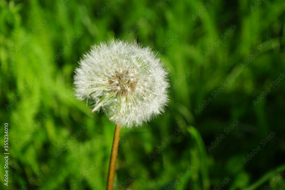 Dandelion on a blurred green background. White dandelion in the grass. Close-up. Dandelion on a blurred green background. White dandelion in the grass. Close-up.
