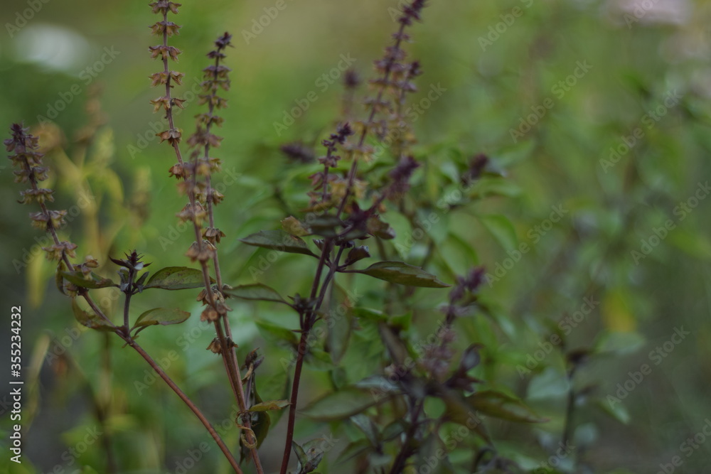 basil basil