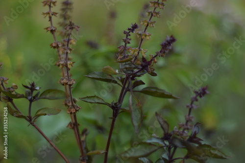 wild flowers in the forest