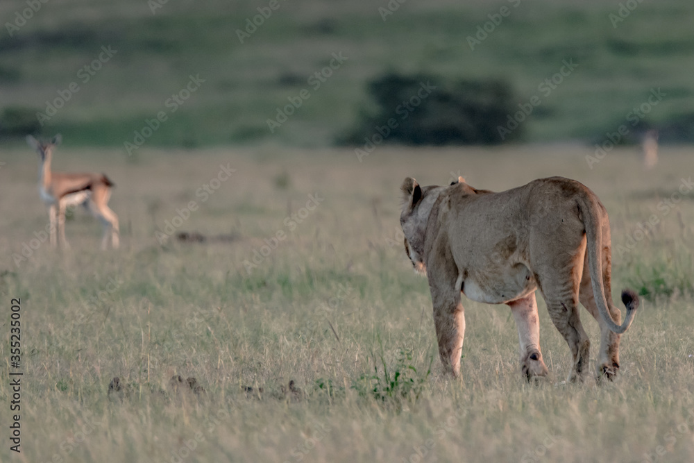Fototapeta premium Wild Life