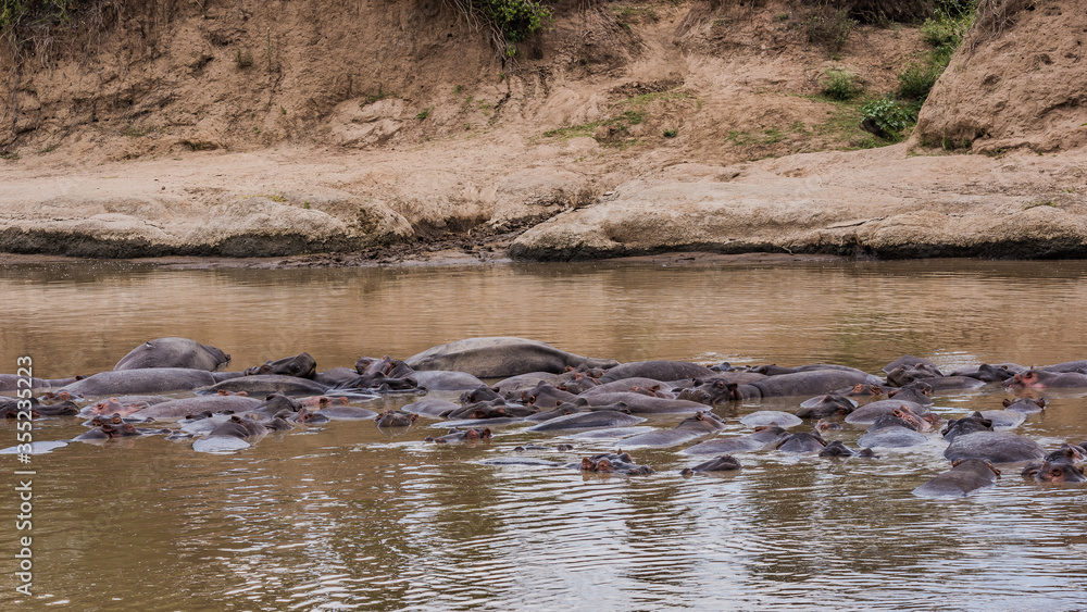 Fototapeta premium Wild Life