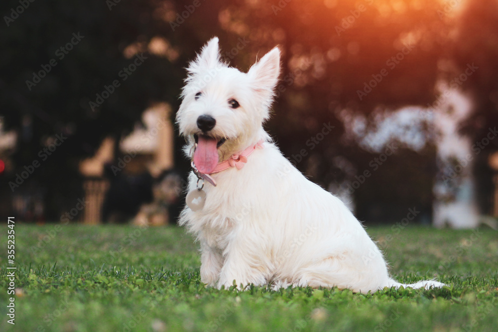 Cachorro westie paseando en el parque al atardecer. Cachorro westie paseando en el parque al atardecer.