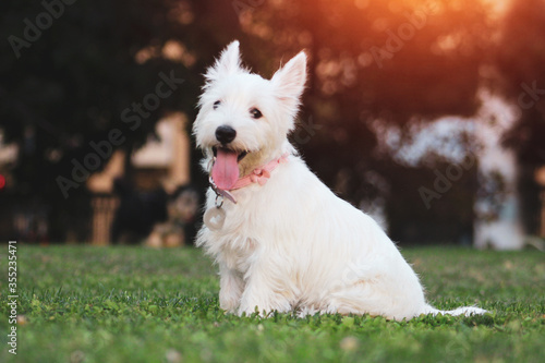 Cachorro westie paseando en el parque al atardecer.