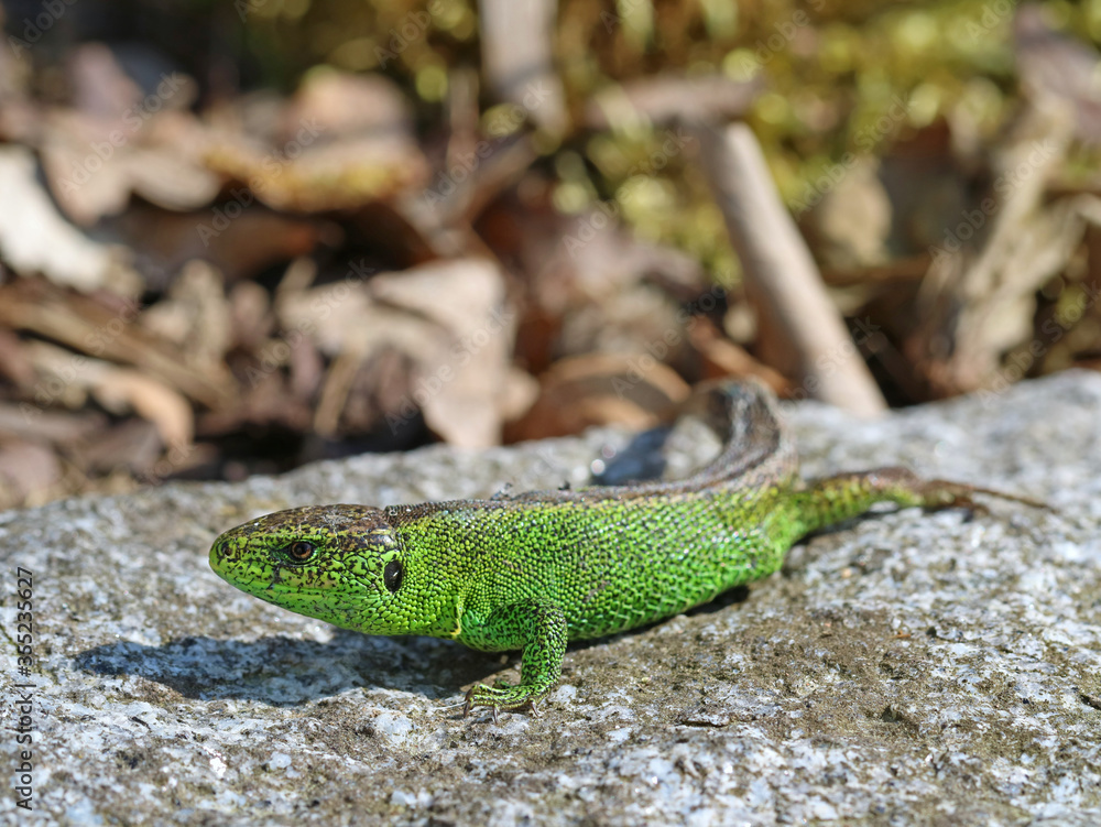 male european green sand lizard, Lacerta agilis, on stone, close up male european green sand lizard, Lacerta agilis, on stone, close up