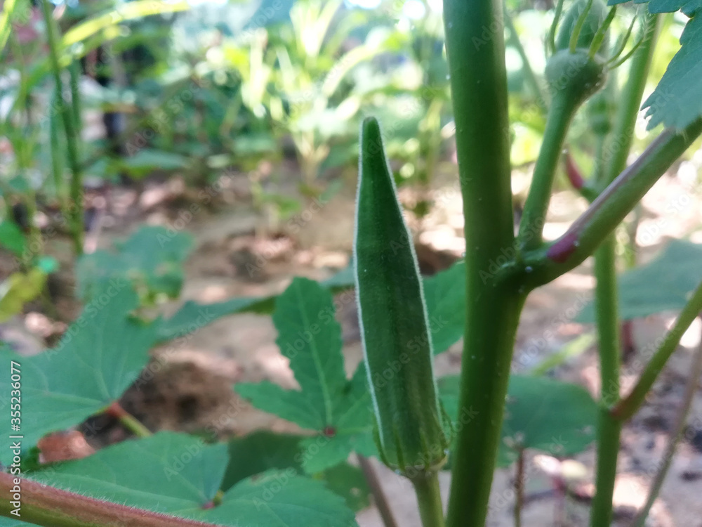 Obraz premium Green plant