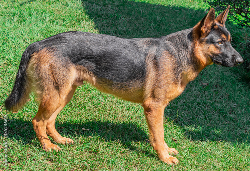 An imposing German Shepherd