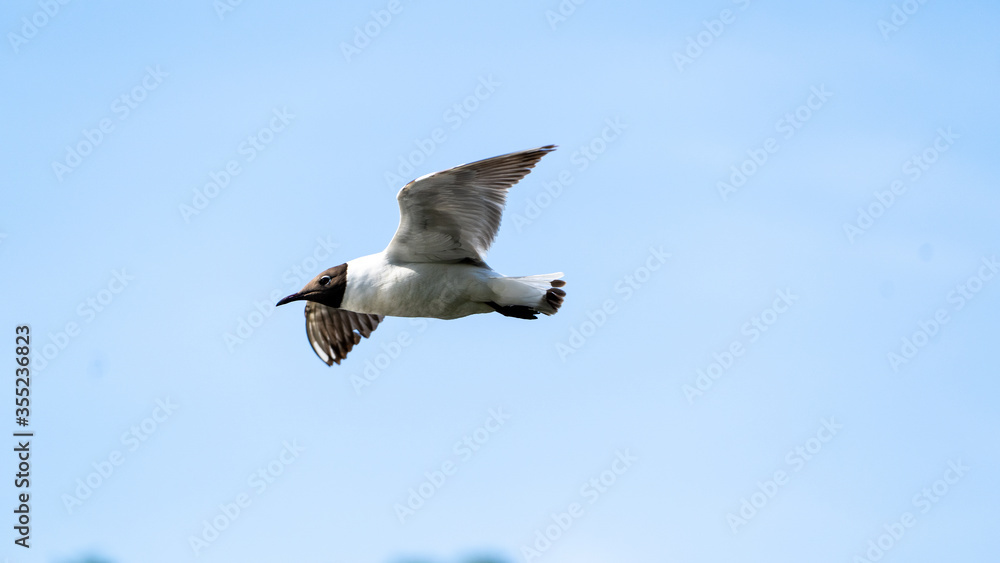 Obraz premium Black-headed gull in flight