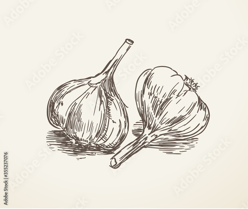 garlic hand drawn sketch in vintage style. vector