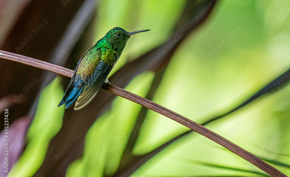 Colorful Hummingbird Standing on a Branch Colorful Hummingbird Standing on a Branch