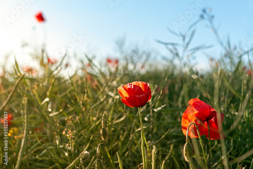 Red poppy blooming on field