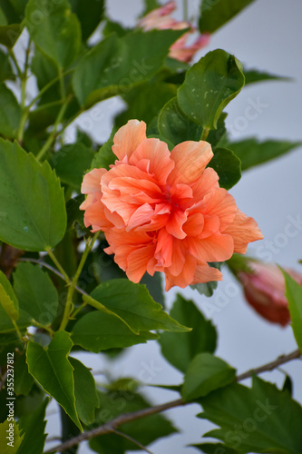 Peach hibiscus flower on a bush. Salmon colored double hybrid hibiscus blossom. Blooming hibiscus shrub.