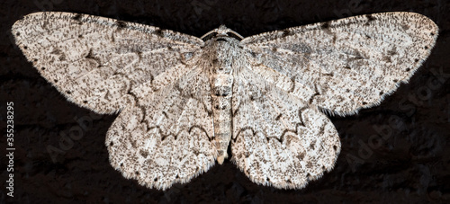 African Hypomecis Extropones Butterfly photo