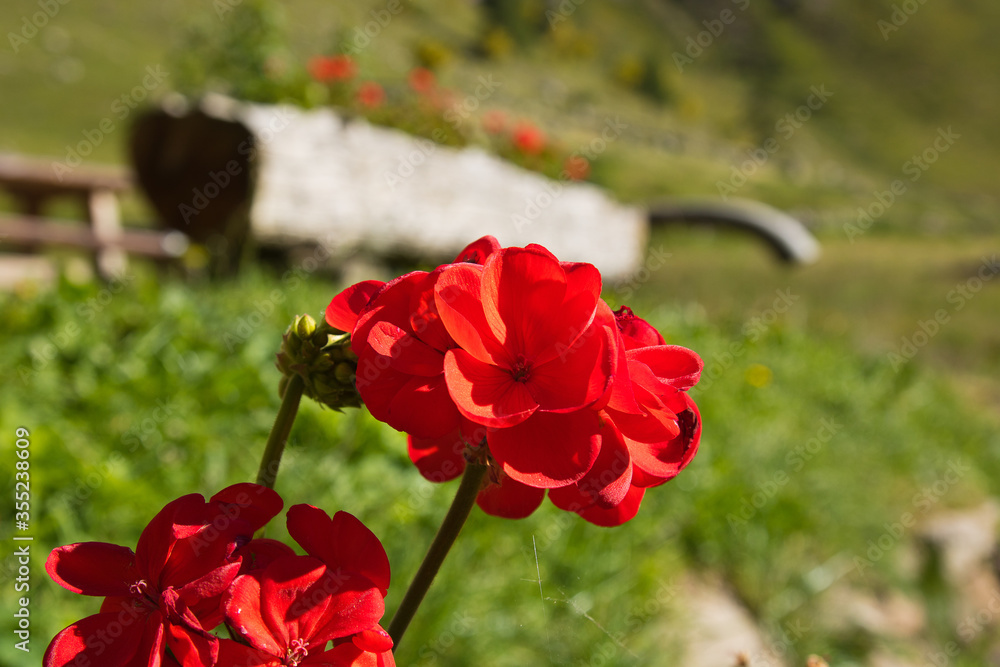 Red carnations.
Carnations in the mountain.