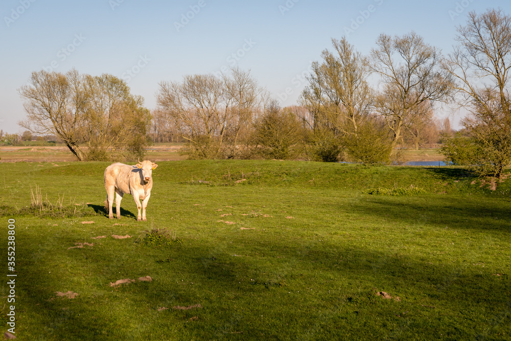 Obraz premium Cow walking in the meadow
